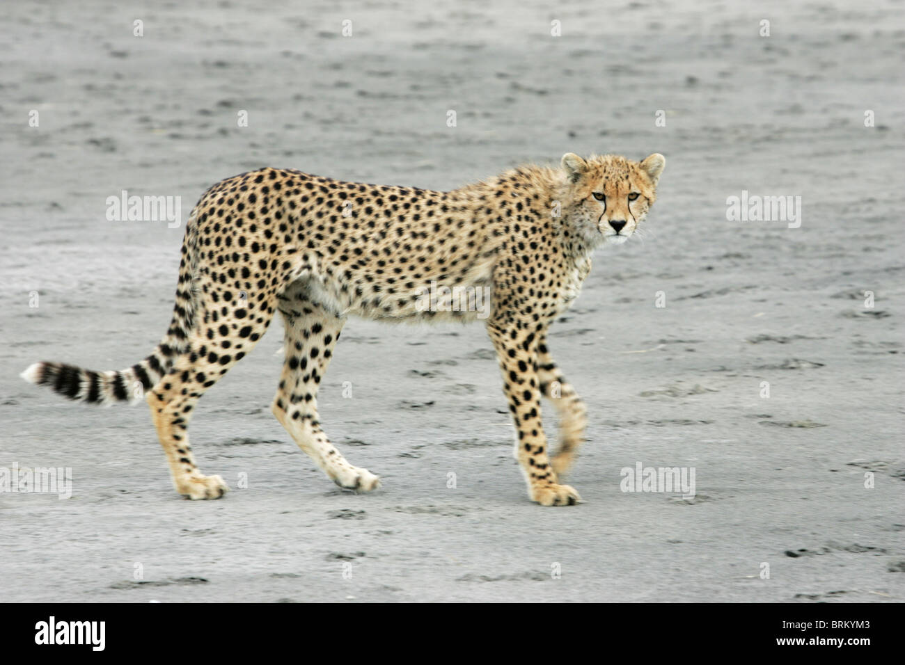 Cheetah walking with its head turned towards the camera Stock Photo