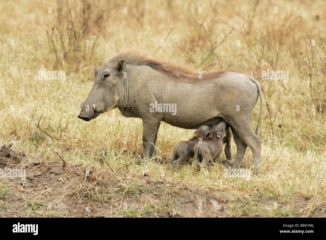 Two baby warthogs standing side by side suckling from their mother Stock Photo