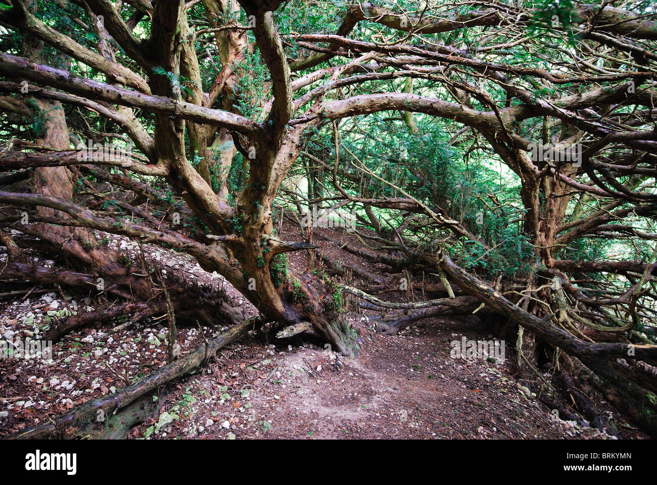An ancient yew tree on the side of a steep hill, Bulbarrow Hill, Dorset, UK May 2009. Stock Photo