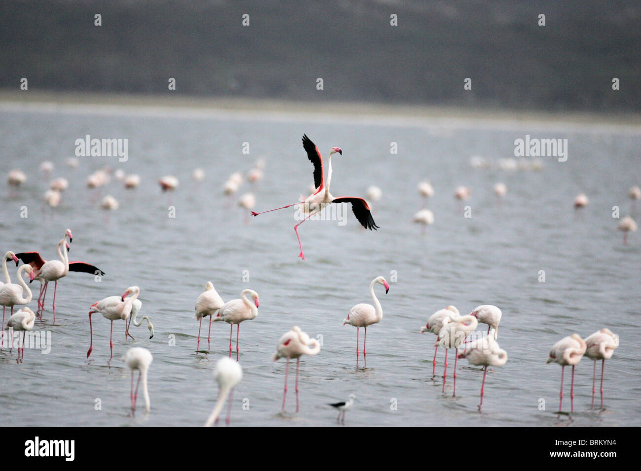 Flock of Lesser-flamingo standing in Lake Nakuru, one in flight overhead Stock Photo