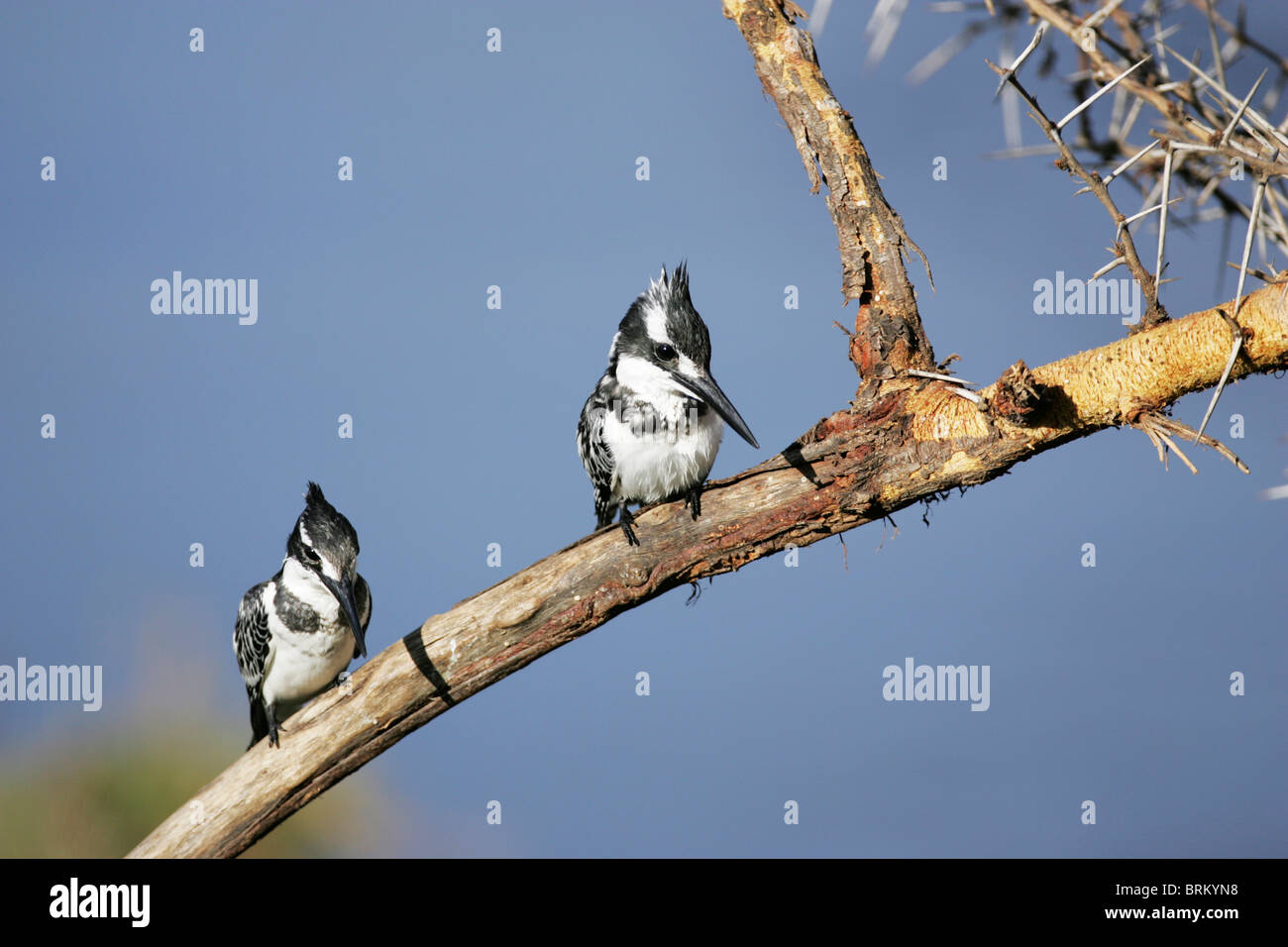 Pair of pied kingfishers perched on a thorn branch Stock Photo