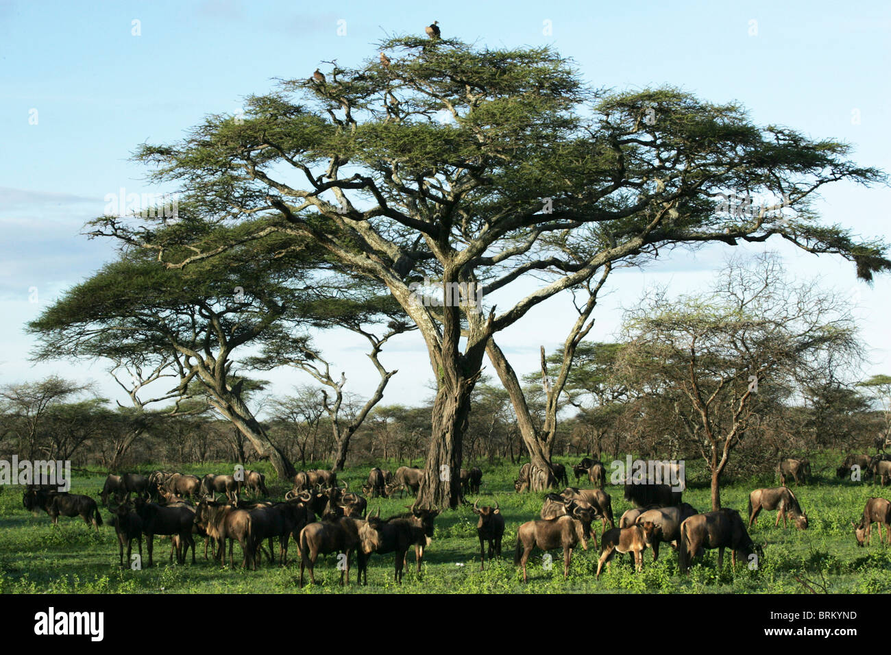 White-bearded wildebeest standing under a flat topped acacia tree during their migration Stock Photo