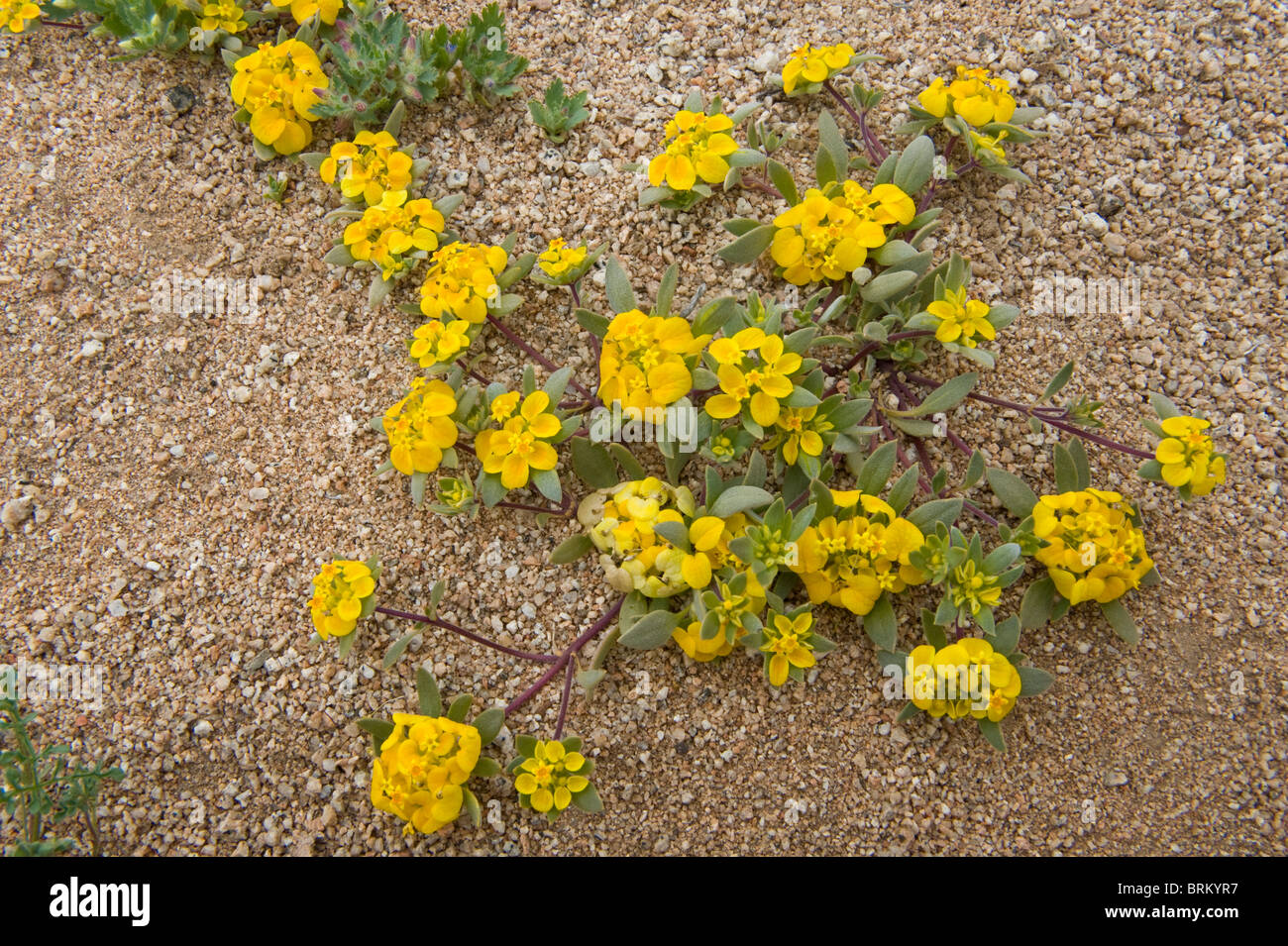 Fleur du désert : Fleurs : Désert d'Atacama : Chili 