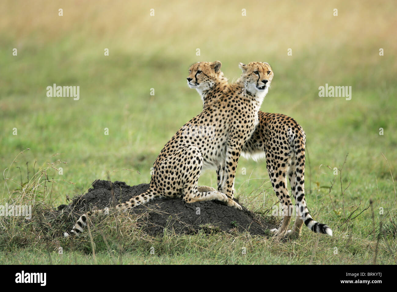 Pair of cheetah on a mound on the lookout for prey Stock Photo