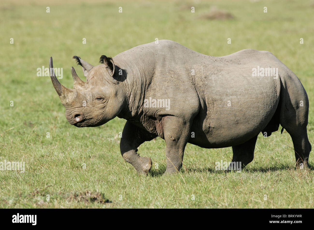 A black rhino walking on a grassy plain Stock Photo