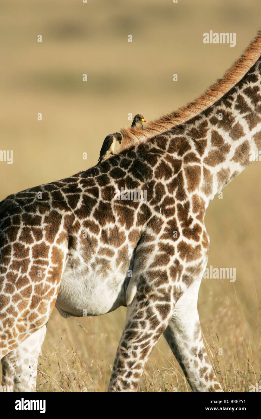 Yellow-billed ox-peckers perched on the back of a Masai giraffe Stock Photo