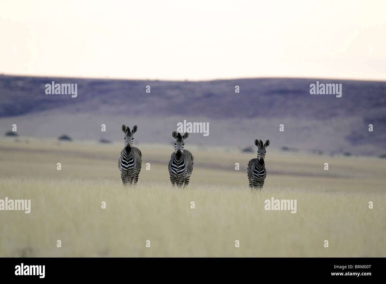 Three Zebra standing side by side facing the camera with a koppie in the background Stock Photo