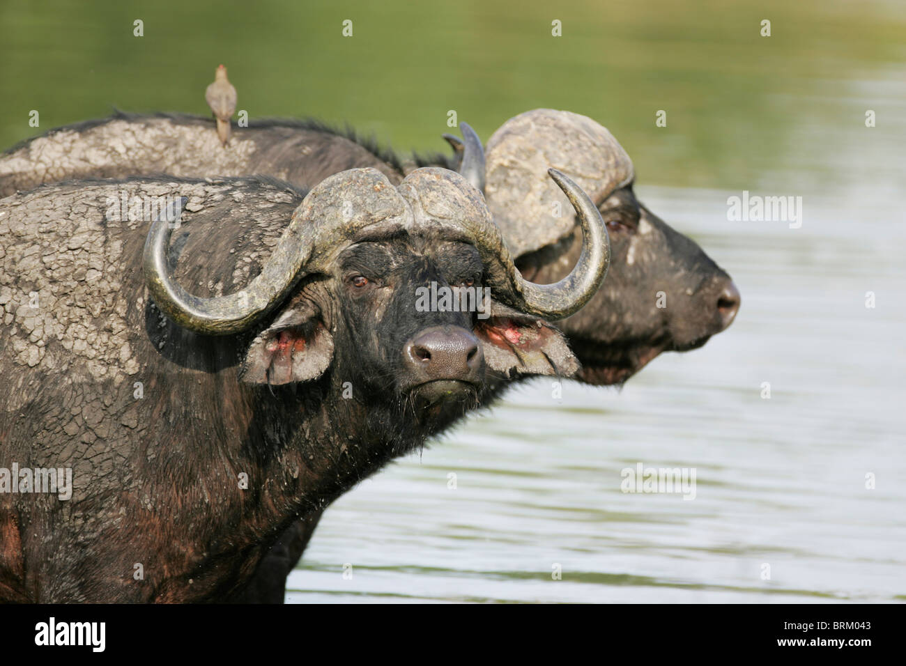 Two Buffalo caked with mud standing in water and an oxpecker on the one