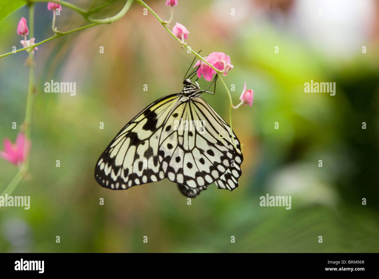 Unidentified Butterfly hanging upside down on a flowering plant Stock Photo