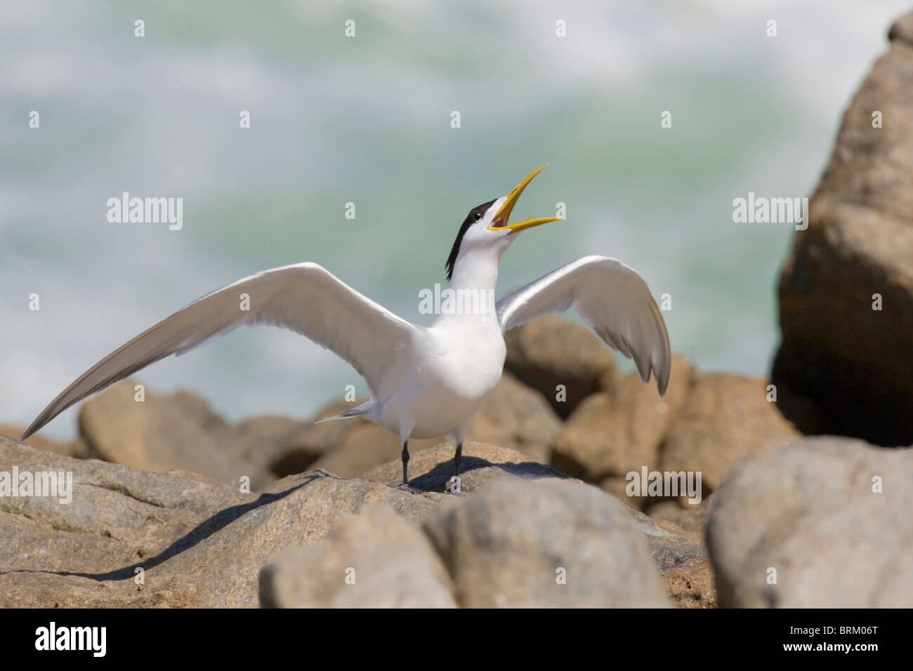 Crested tern perched on a rock with its wings outstretched and calling Stock Photo