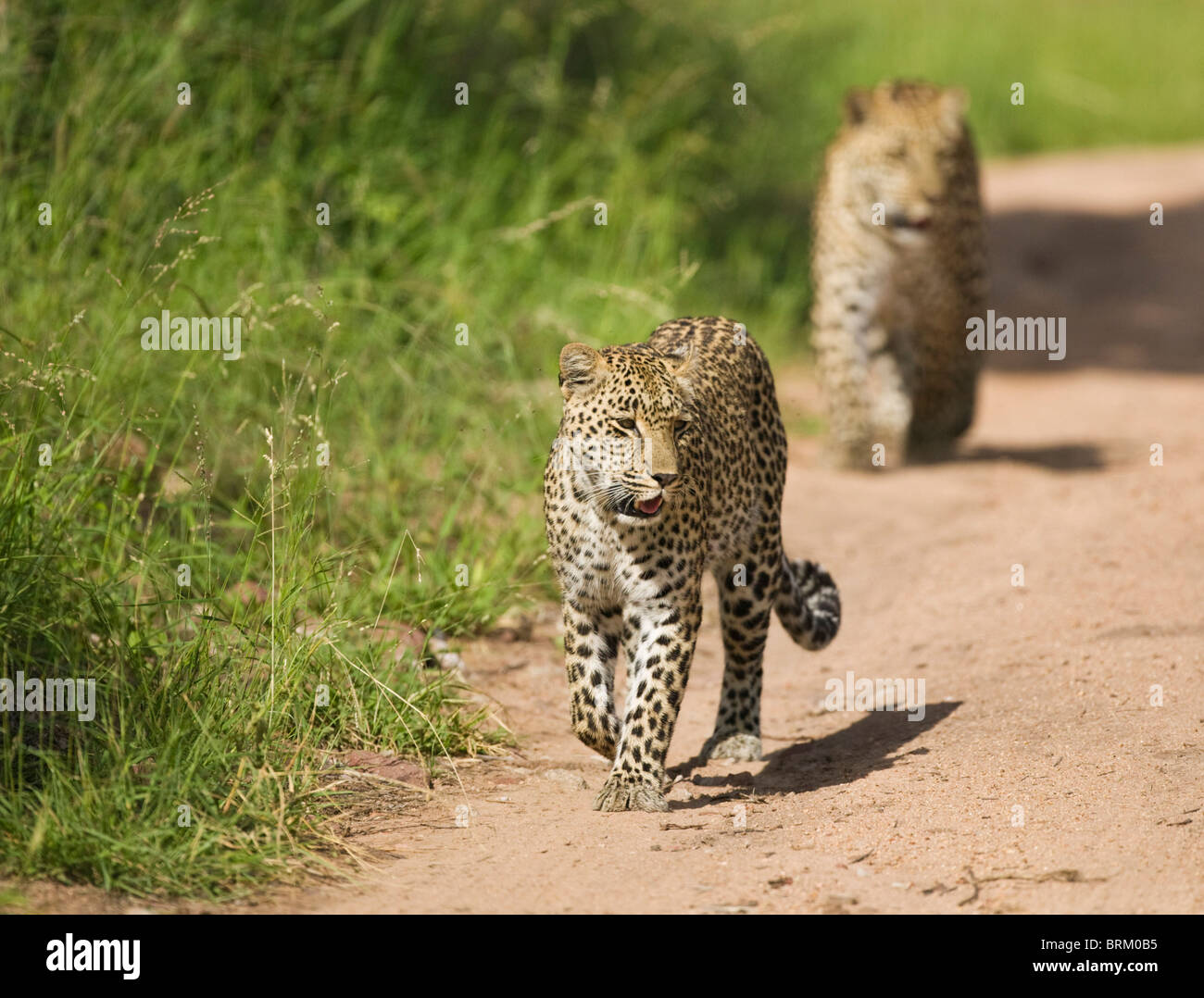 A female leopard walking along a sand road followed by another Stock Photo