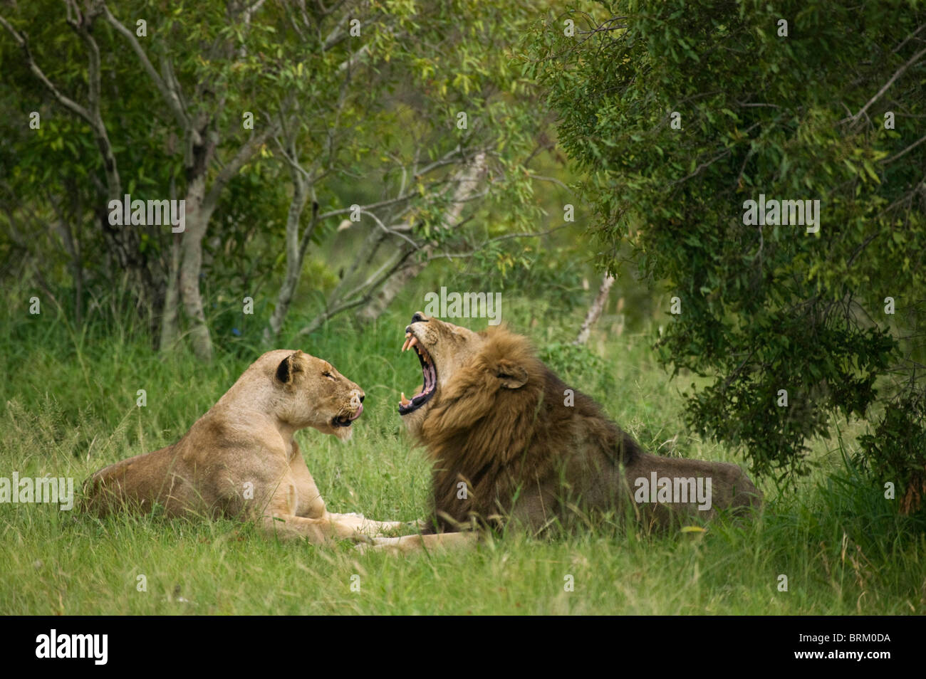A male lion yawning while resting with a lioness in dense bushveld Stock Photo
