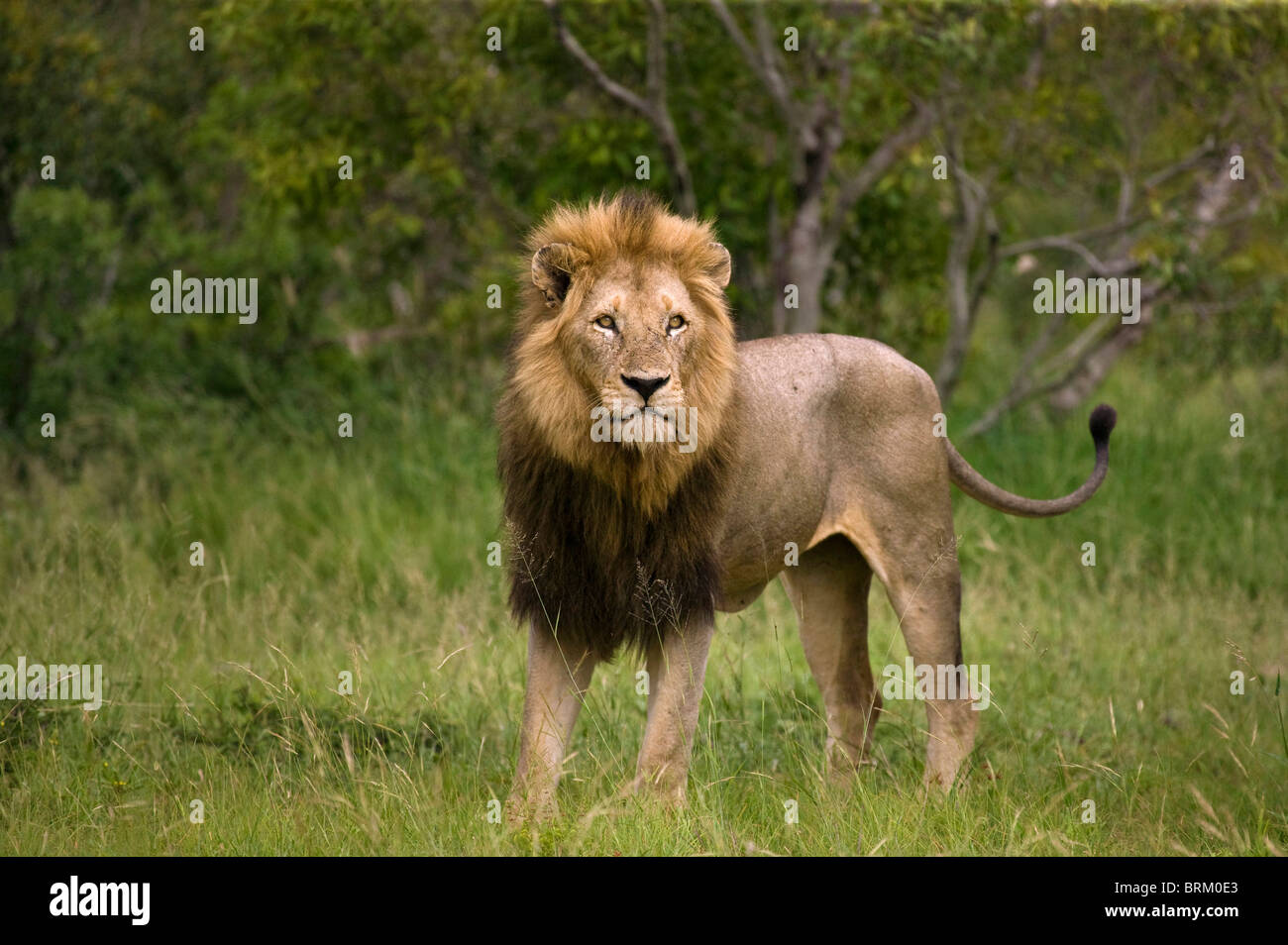 A regal male lion with large mane Stock Photo