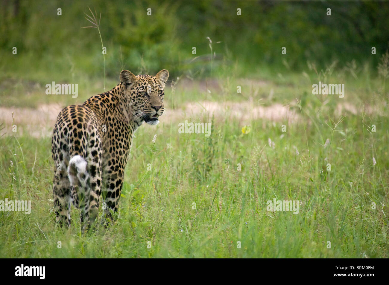 Leopard looking back over its shoulder Stock Photo Alamy
