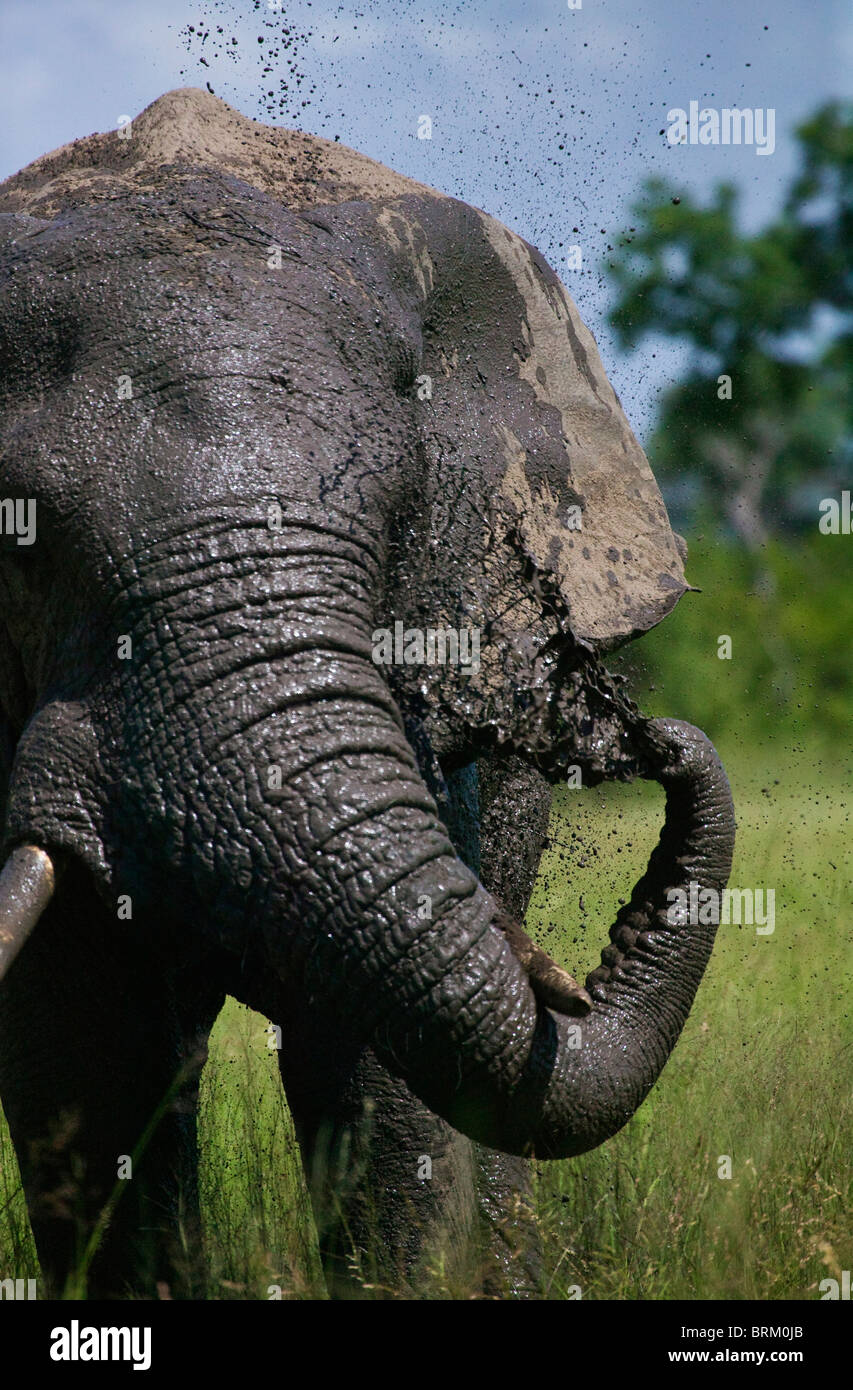 Frontal view of a bull elephant spraying muddy water onto itself Stock Photo