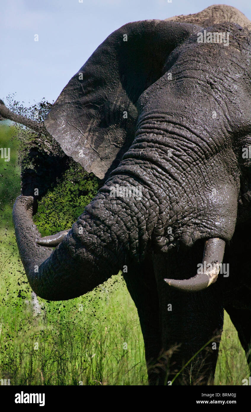 Frontal view of a bull elephant spraying muddy water onto itself Stock Photo