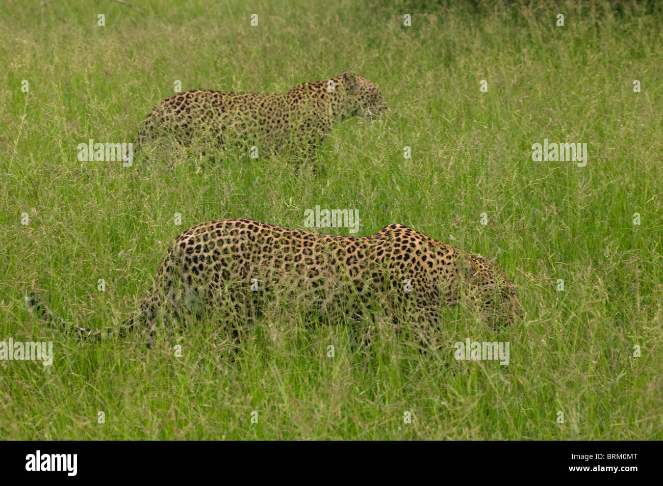 Two leopards camouflaged in lush green grass Stock Photo