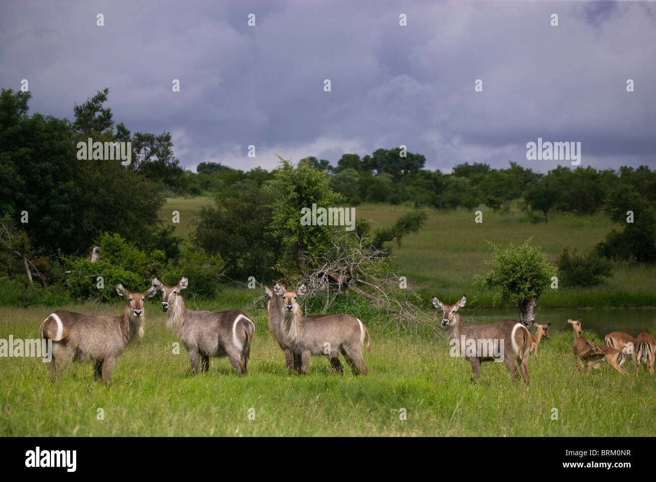 Scenic view of a herd of waterbuck in savanna under cloudy skies Stock Photo