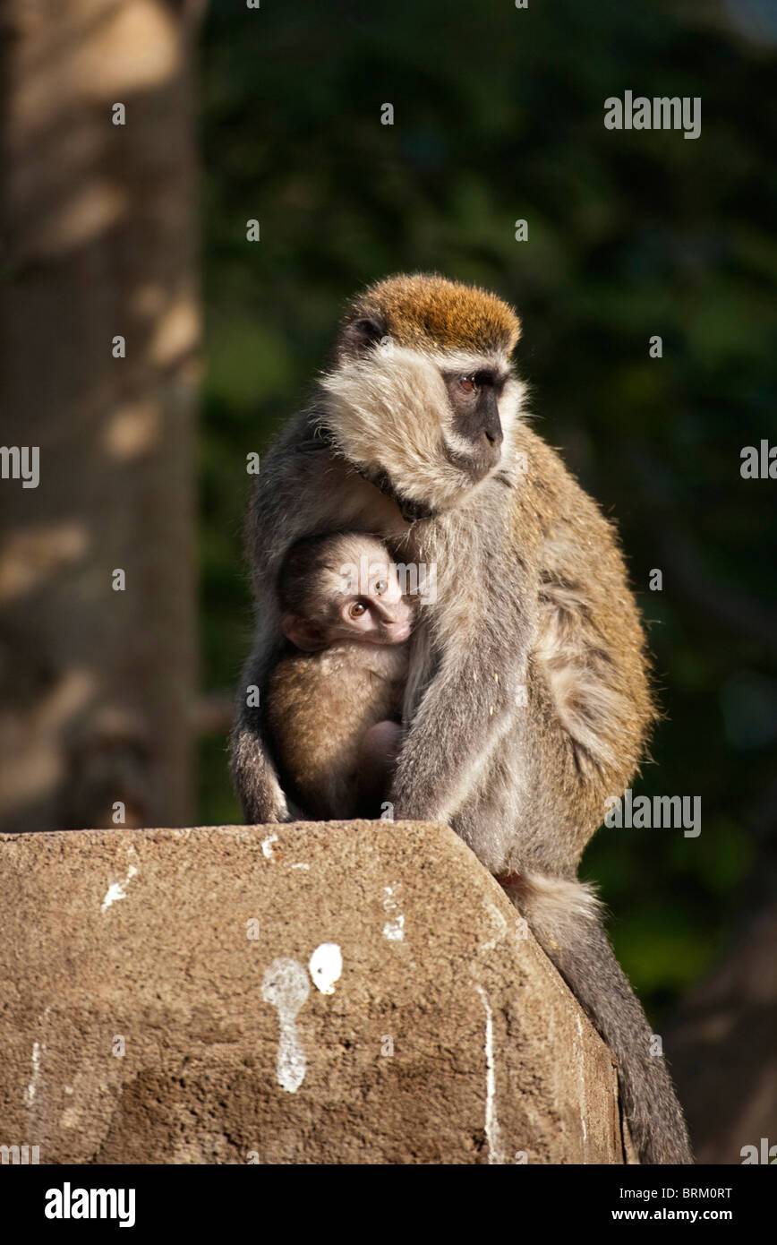 Grivet monkey and baby sitting on a stone pillar Stock Photo