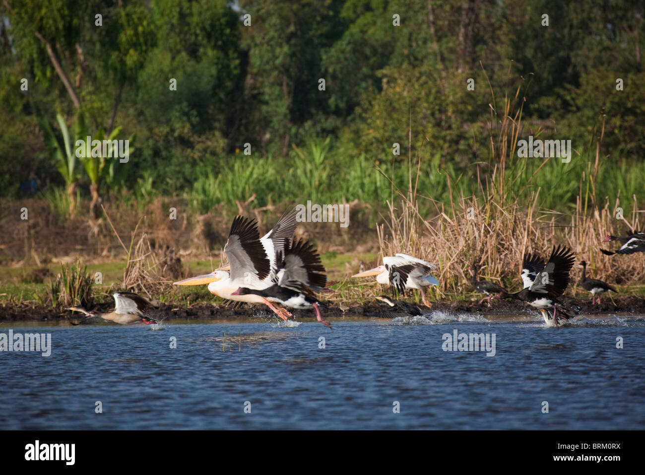 Great white pelicans, Spur winger goose and Egyptian goose taking off from Lake Awassa Stock Photo