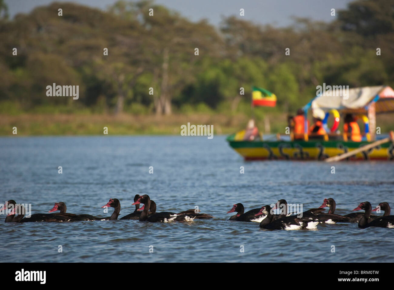 A flock of Spur winged goose in lake Awassa with a tourist boat in the background Stock Photo
