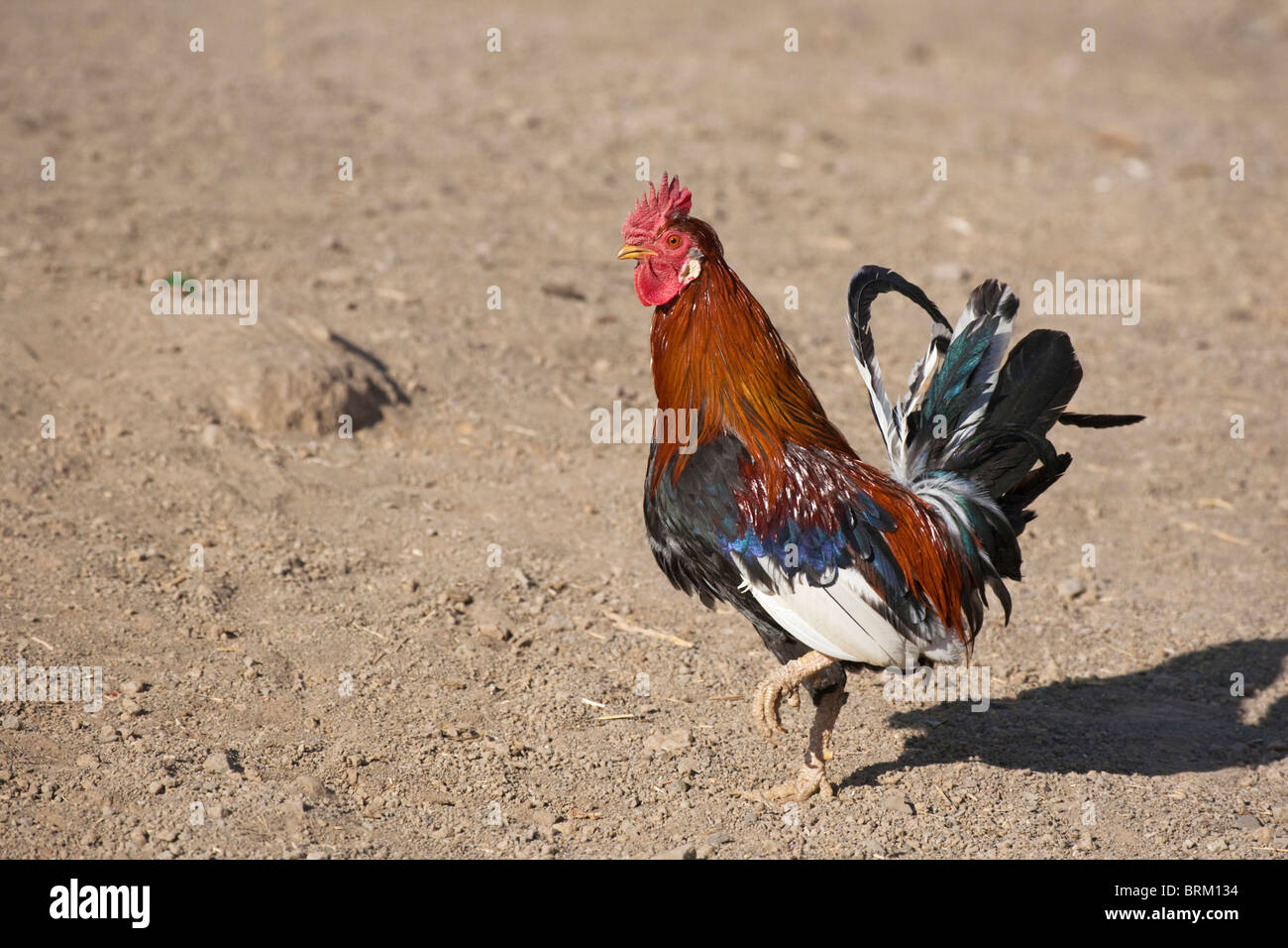 A colourful African rooster Stock Photo Alamy