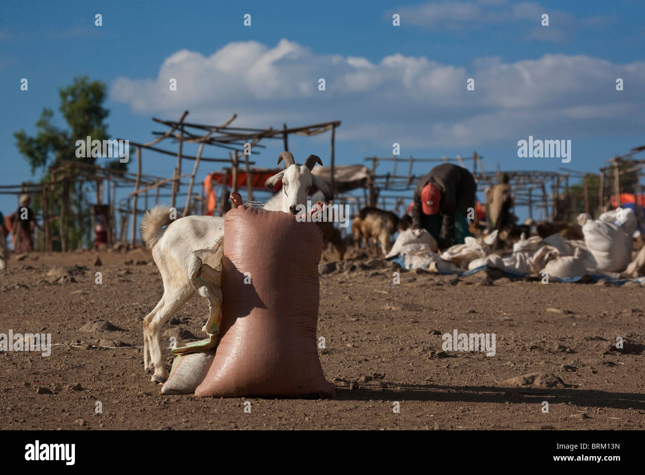 A goat trying to steal grain from a bag standing in Lalibela market Stock Photo