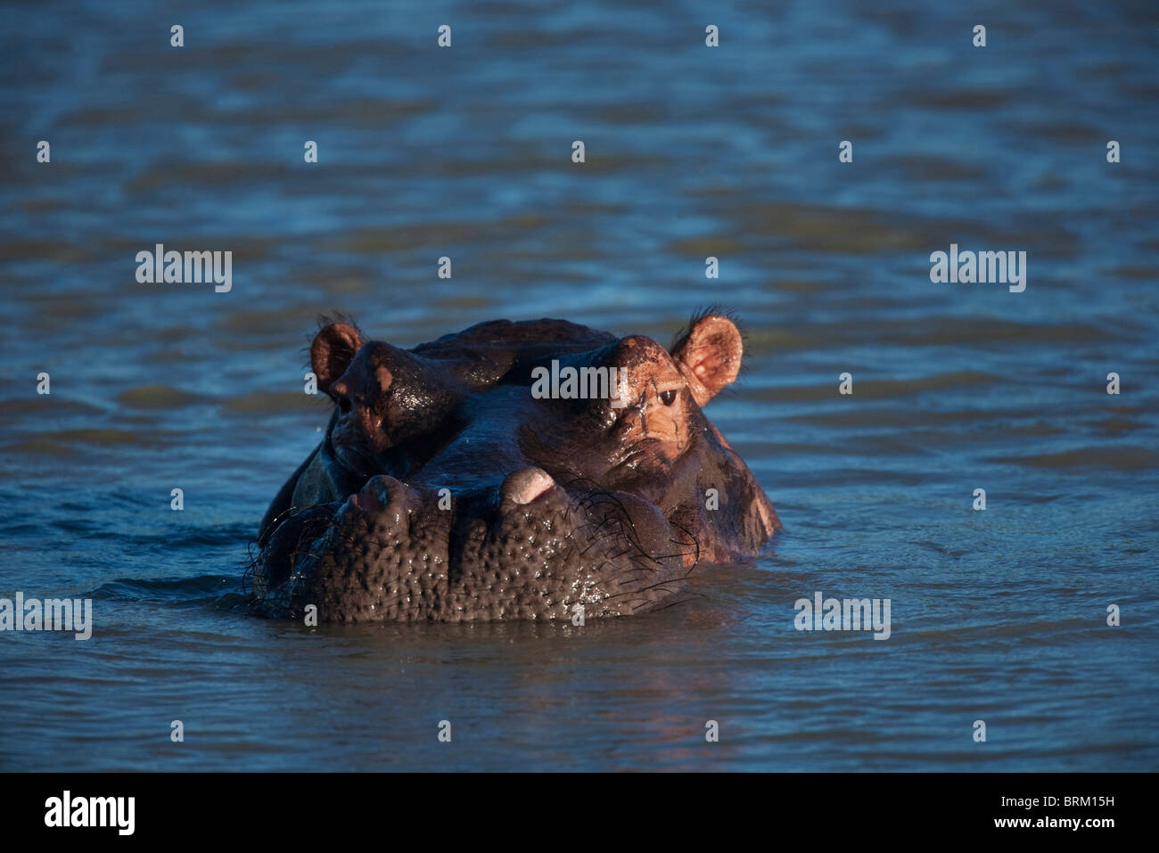 Portrait of a hippo submerged in a waterhole Stock Photo