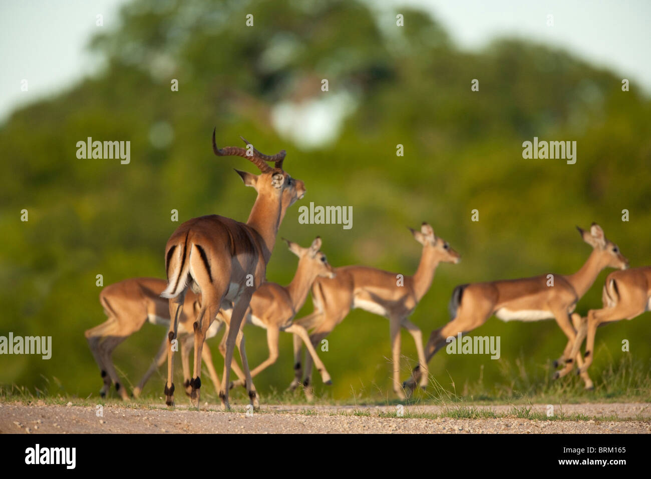 An impala ram rutting as young impala run off Stock Photo