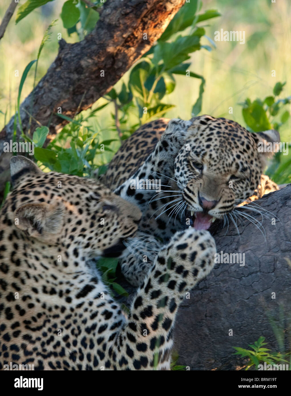 Two leopards fighting over a fallen log Stock Photo