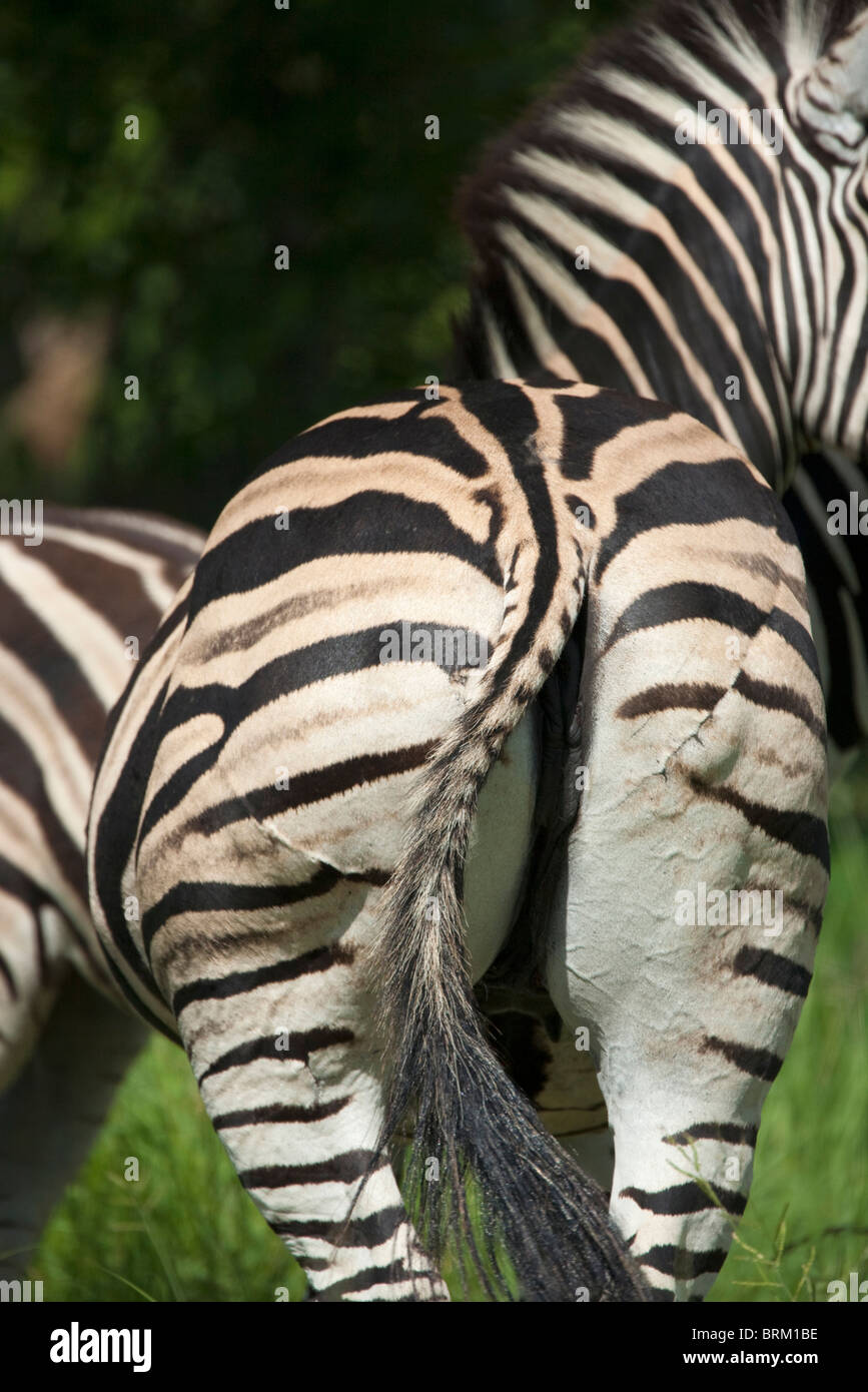 Zebra Injuries Rear view of a Burchell's zebra rump showing signs of predator wounds ...