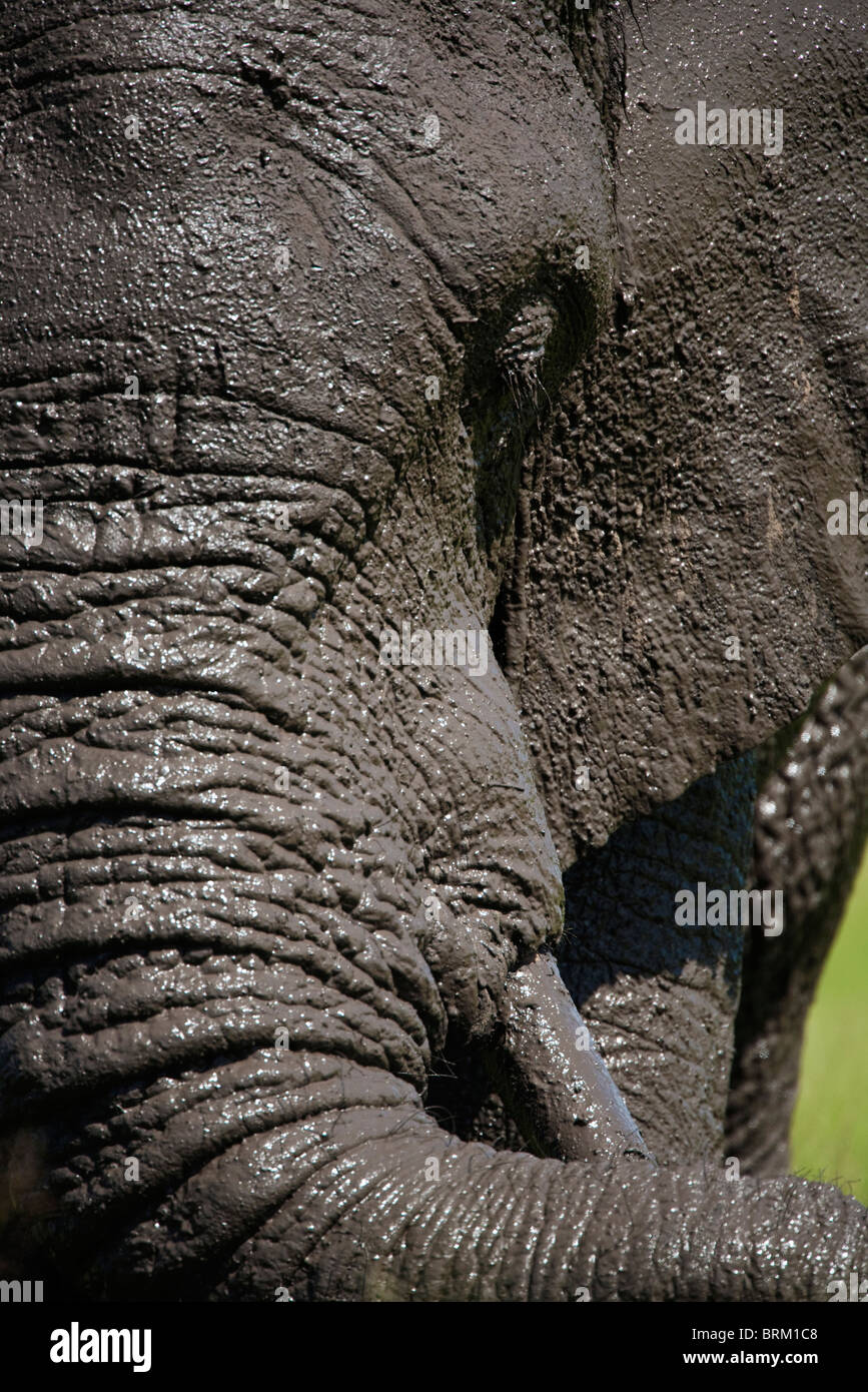 Tight head-on portrait of a muddy bull elephant Stock Photo