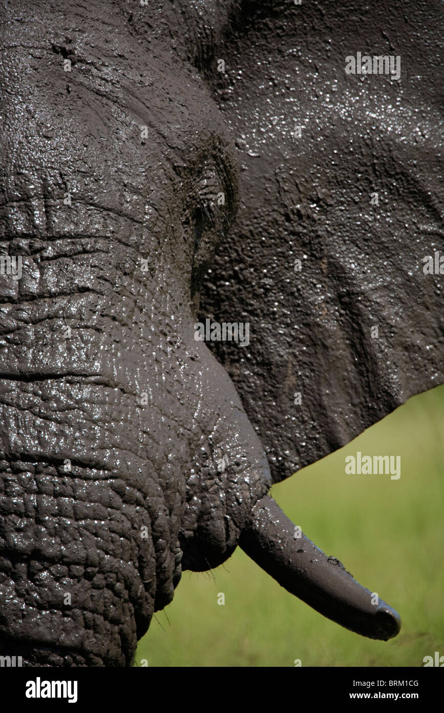 Tight head-on portrait of a muddy bull elephant Stock Photo