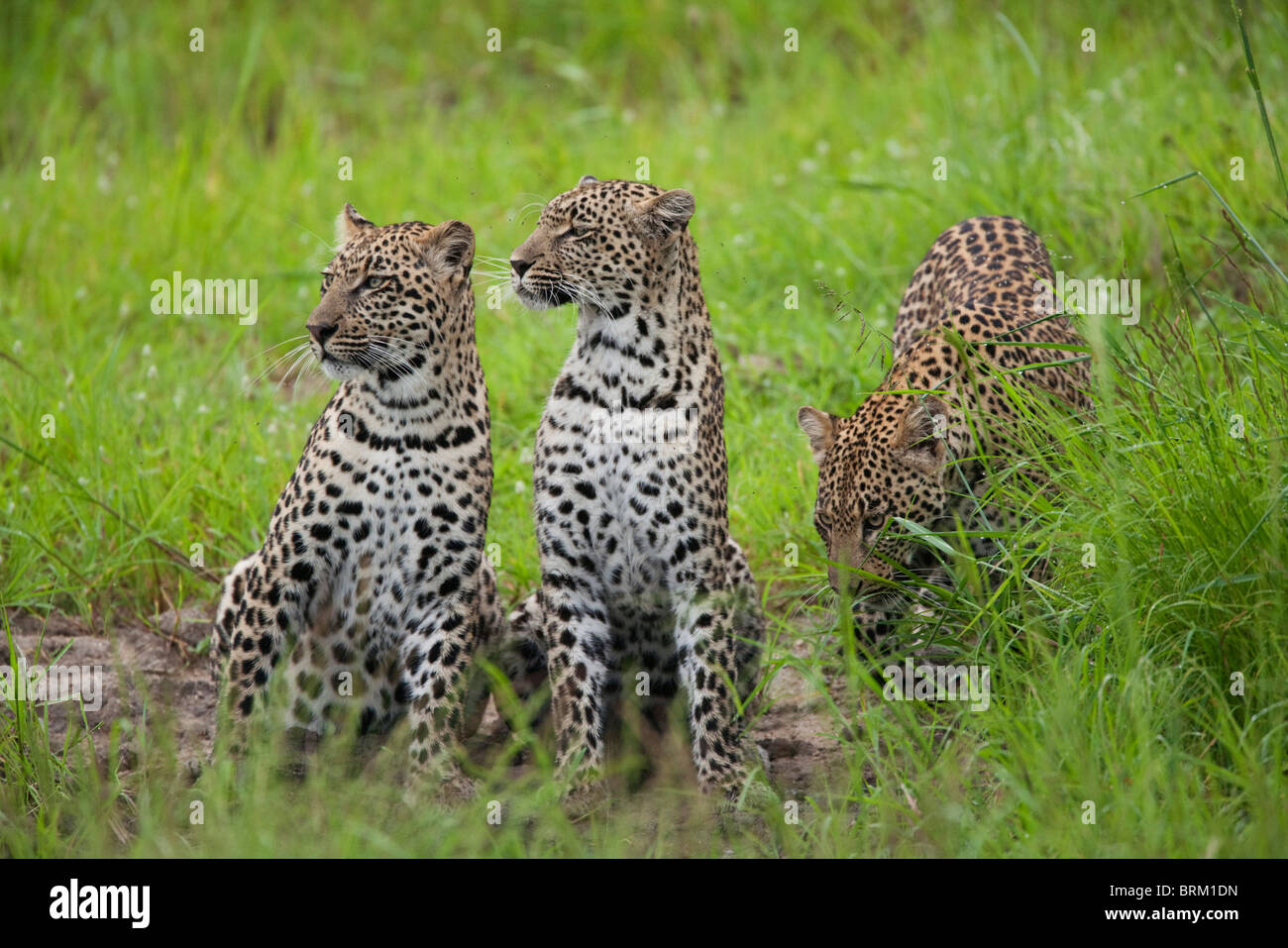 A female leopard sitting upright with her two almost full-grown male cubs on either side of her Stock Photo