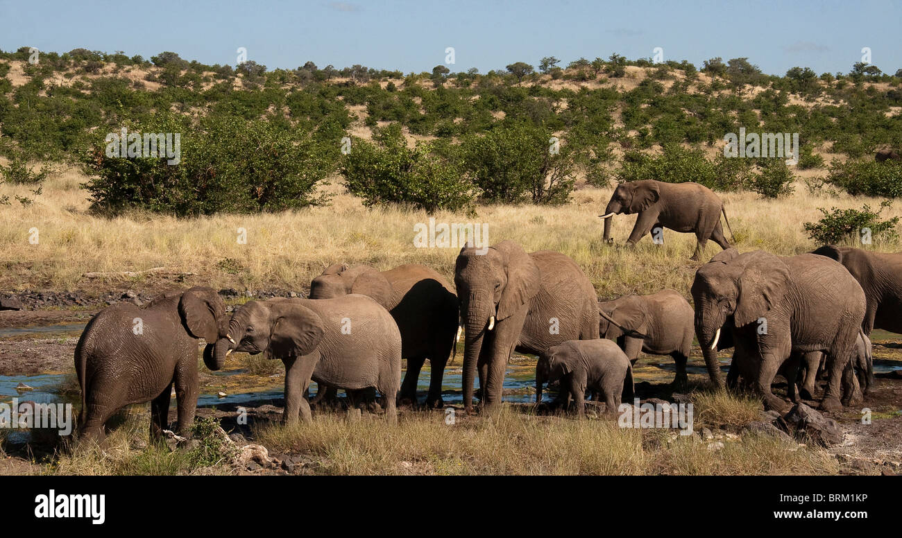 Elephant herd drinking at shallow waterhole Stock Photo