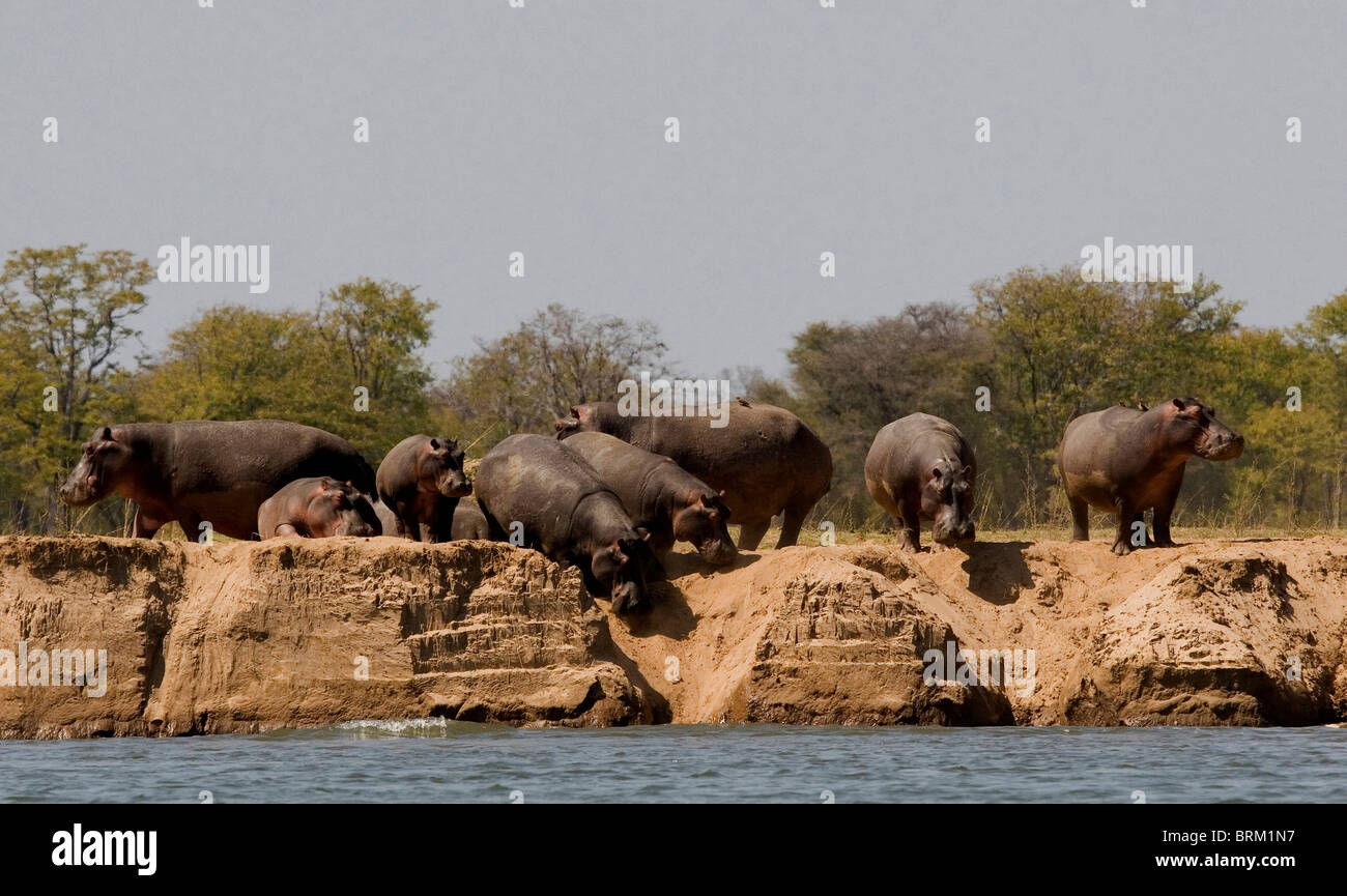 Pod of hippo entering the Zambezi River Stock Photo