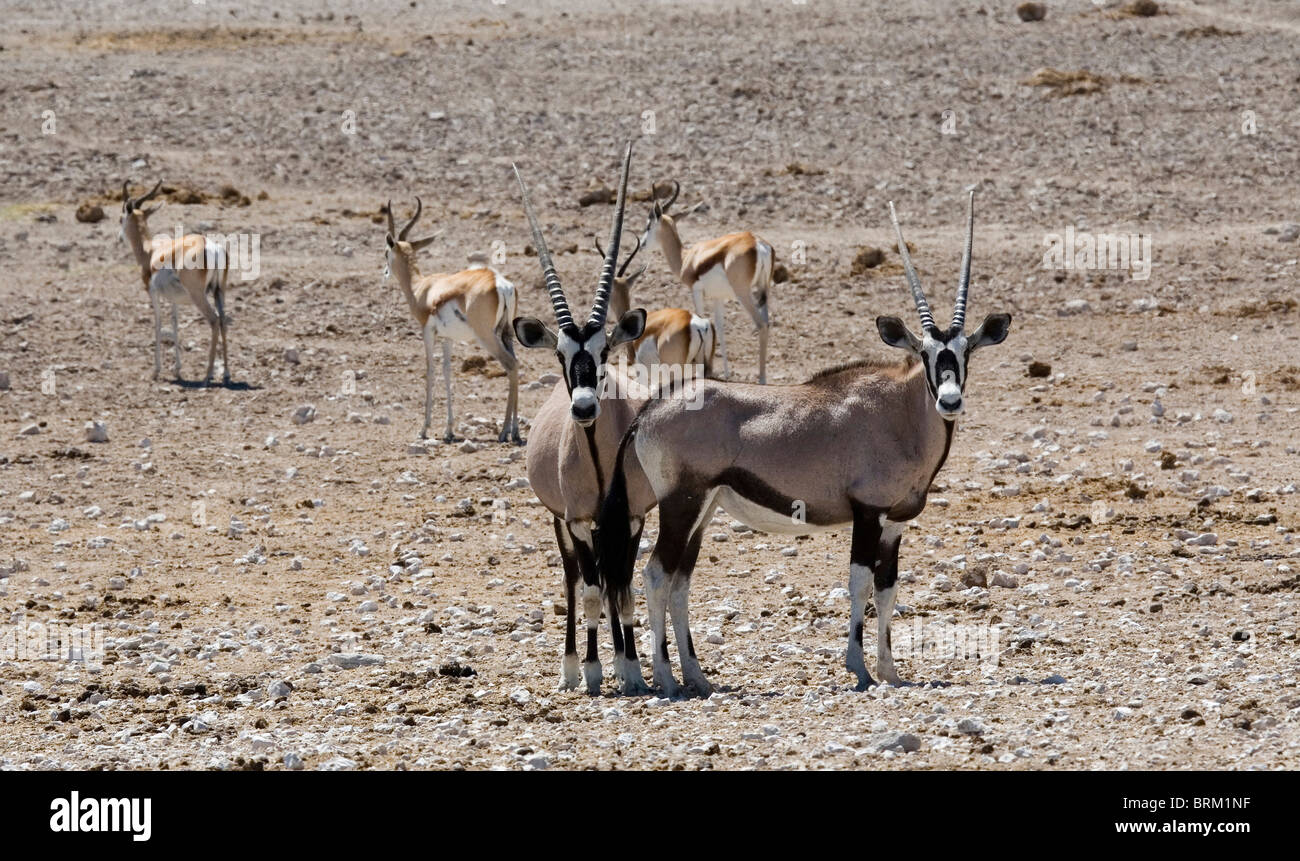 Pair of Gemsbok and four Springbok on a dusty, arid plain Stock Photo