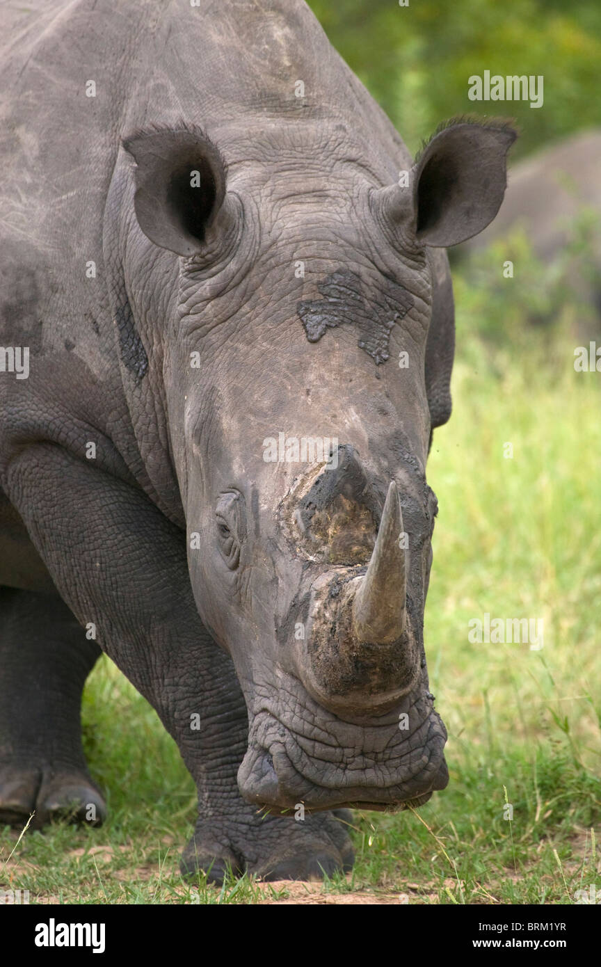 A portrait of a Rhino grazing Stock Photo