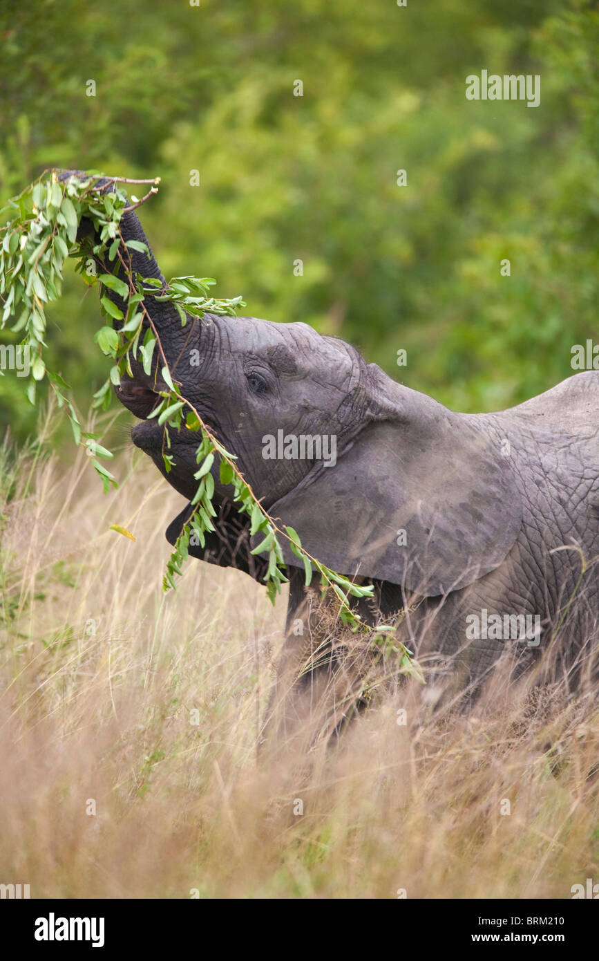 Young elephant pulling at a slender branch with its trunk Stock Photo