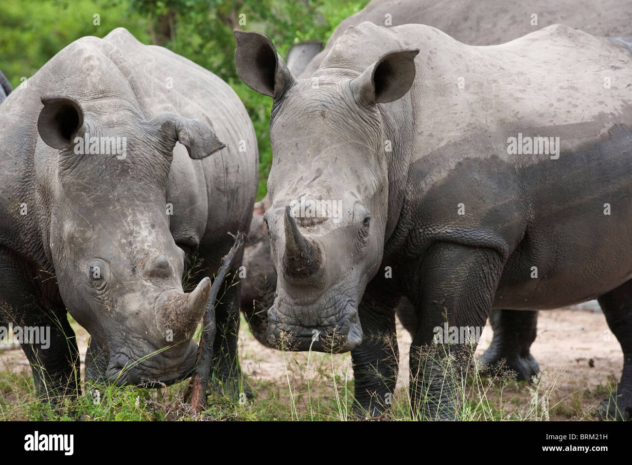 Two white rhino grazing side by side Stock Photo