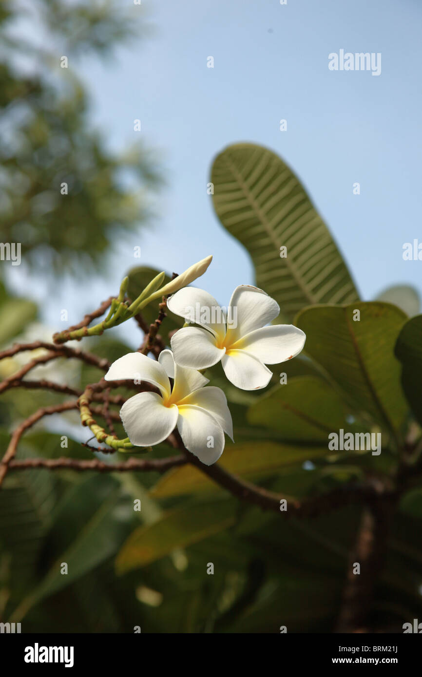 Frangipani flower, seen at Wat Pho in Thailand Stock Photo