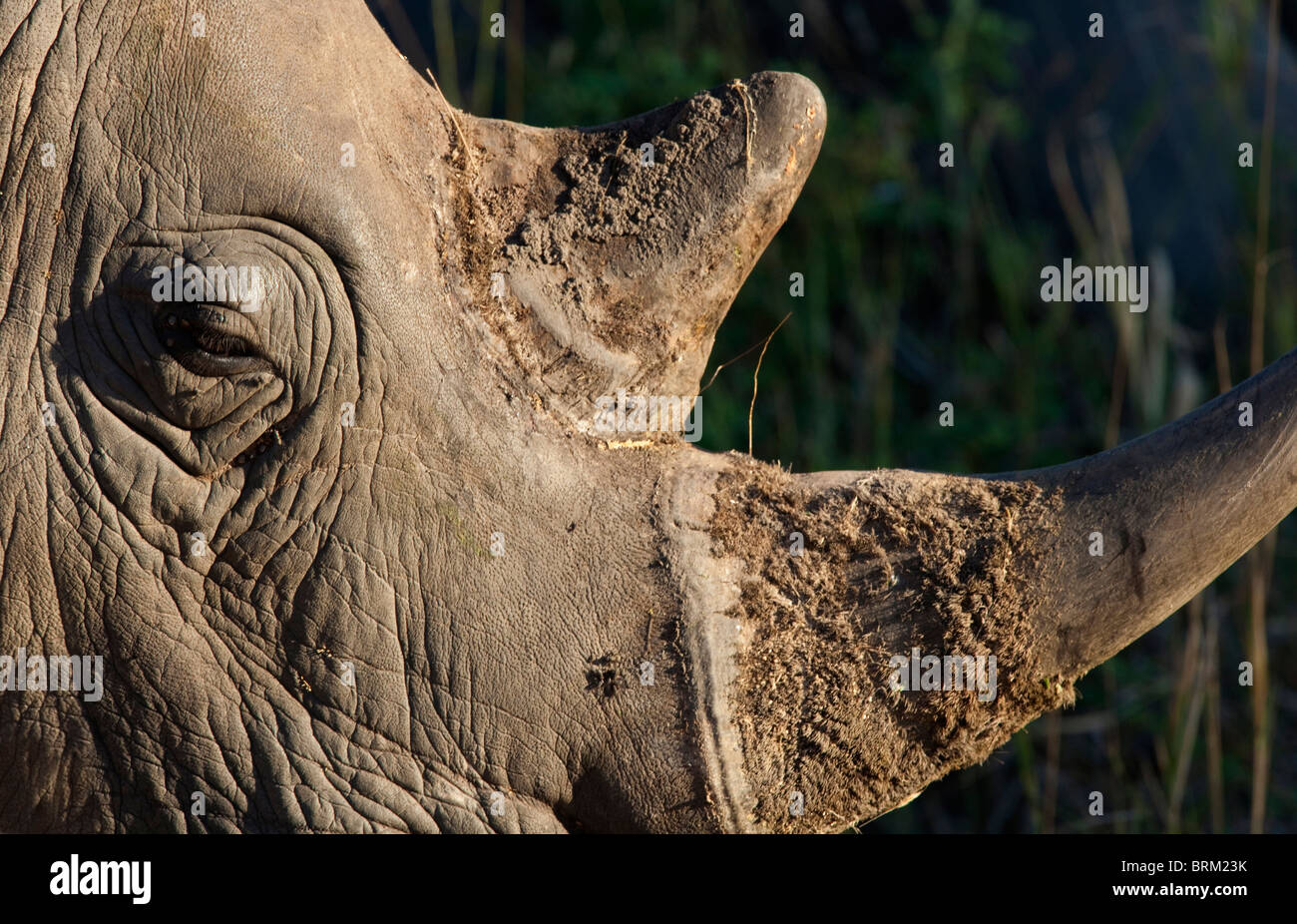 Closeup of a rhino horn and eye Stock Photo - Alamy, image size:1300x926