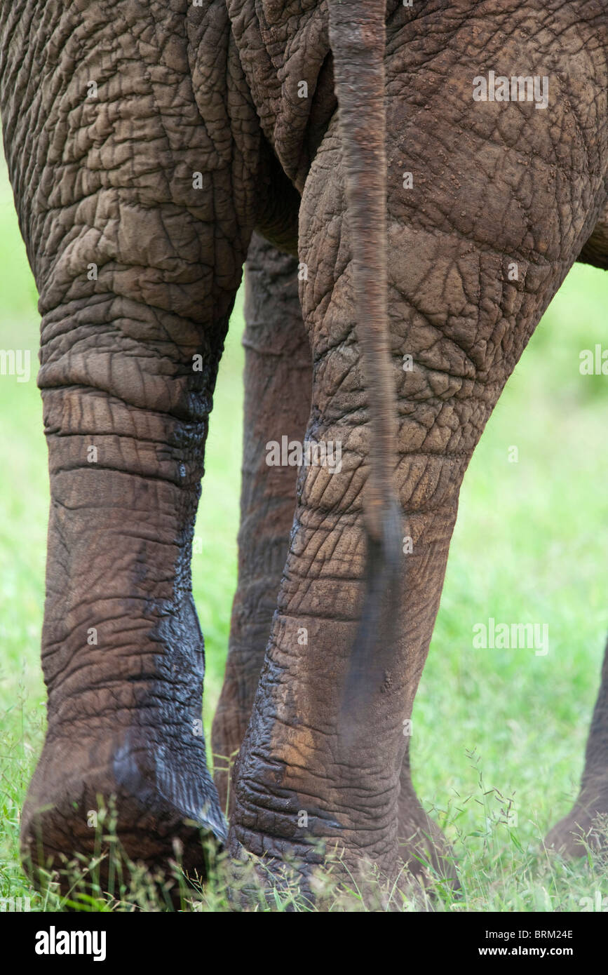 Close up view of the legs of an elephant in musth showing the wet urine marks on the hind legs