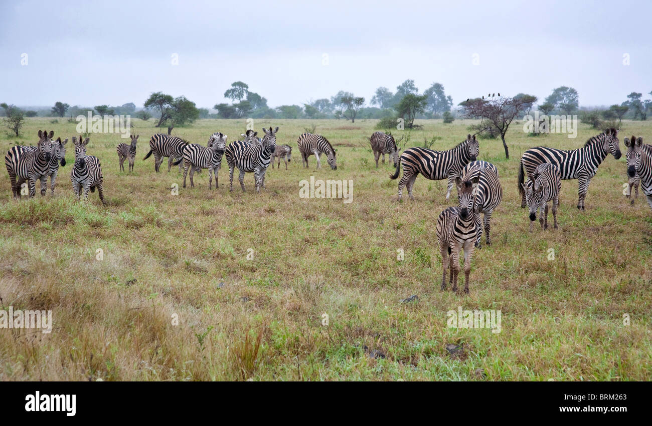 A herd of zebra standing in open savannah under overcast skies Stock Photo