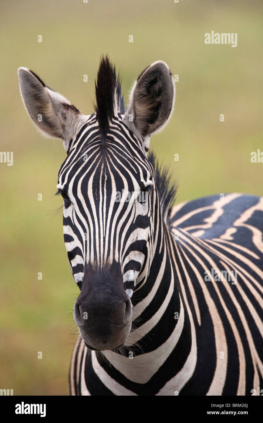 A portrait of a zebra Stock Photo - Alamy