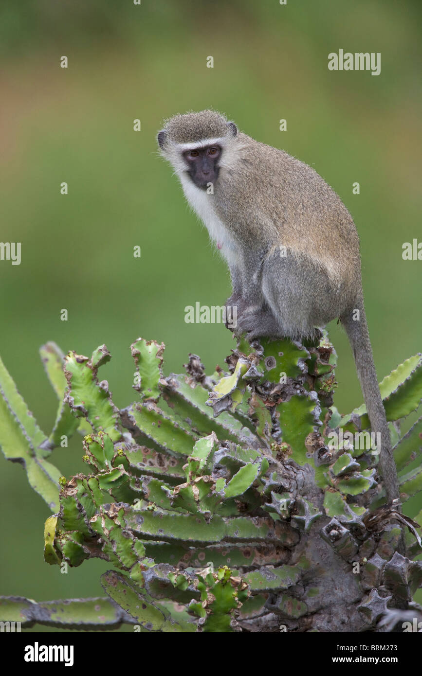 A  Vervet monkey sitting on an Euphorbia Stock Photo