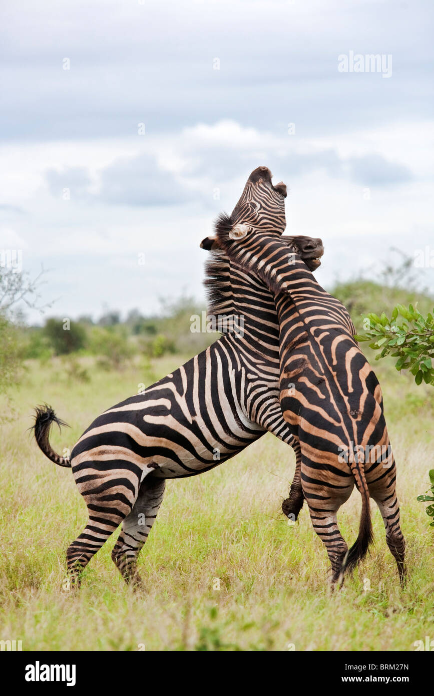 Two male zebras on their hind legs fighting Stock Photo - Alamy
