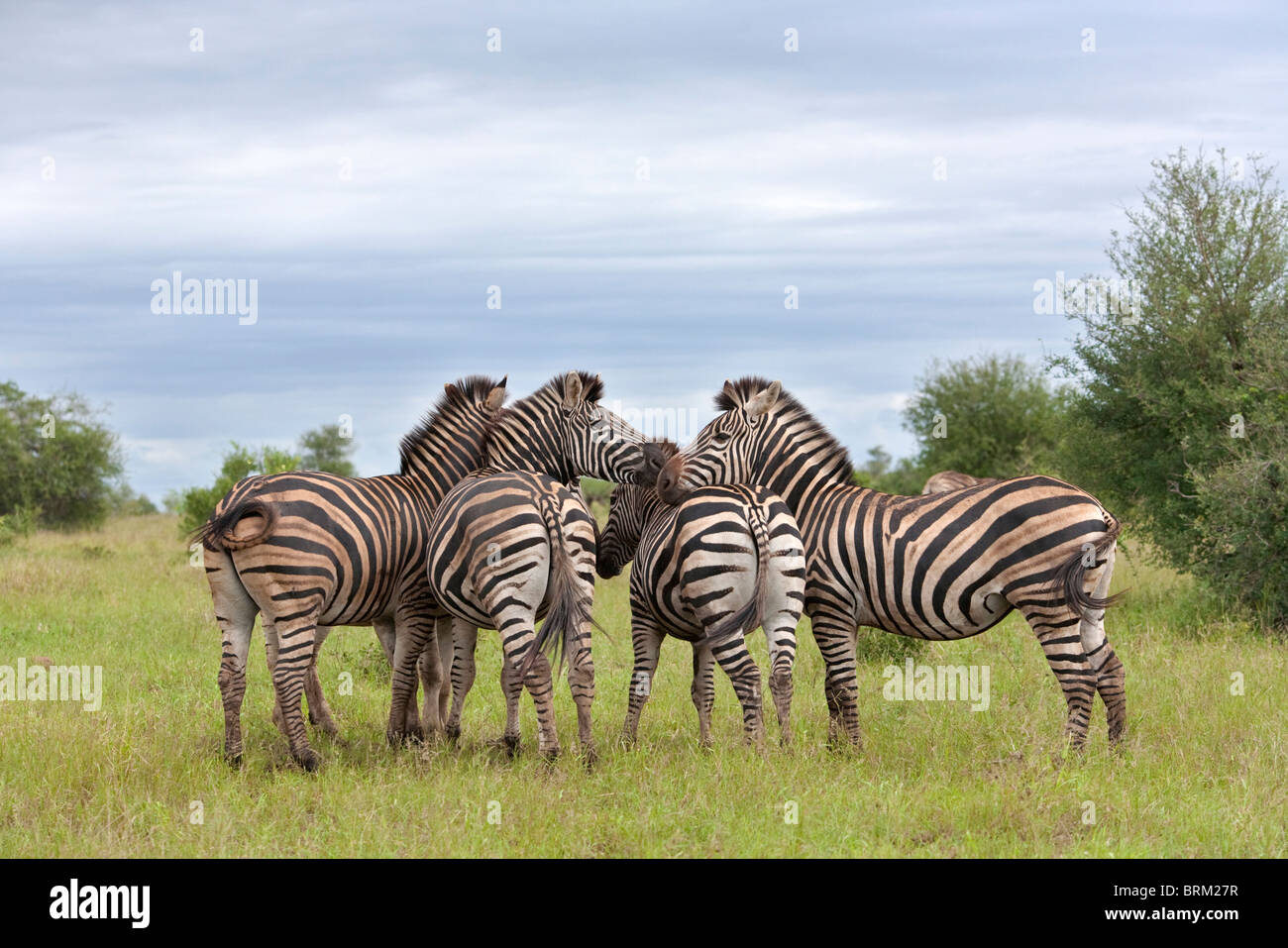 A herd of zebra huddled together Stock Photo