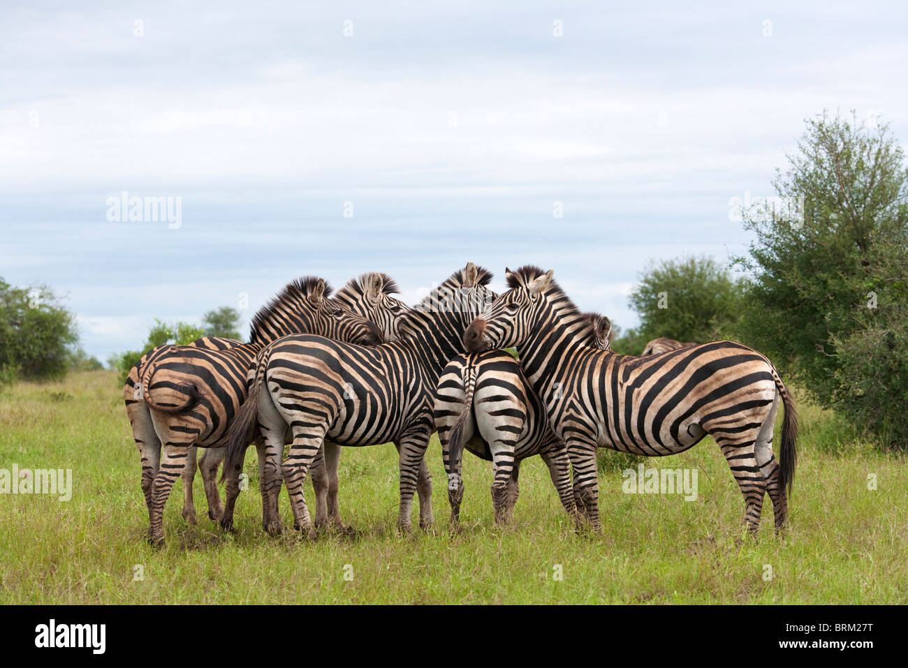 A herd of zebra huddled together Stock Photo