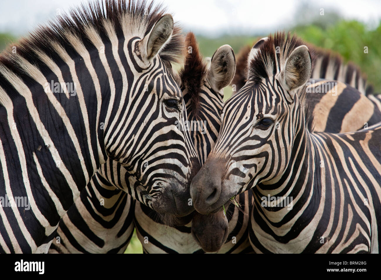 A herd of zebras with their heads huddled together Stock Photo